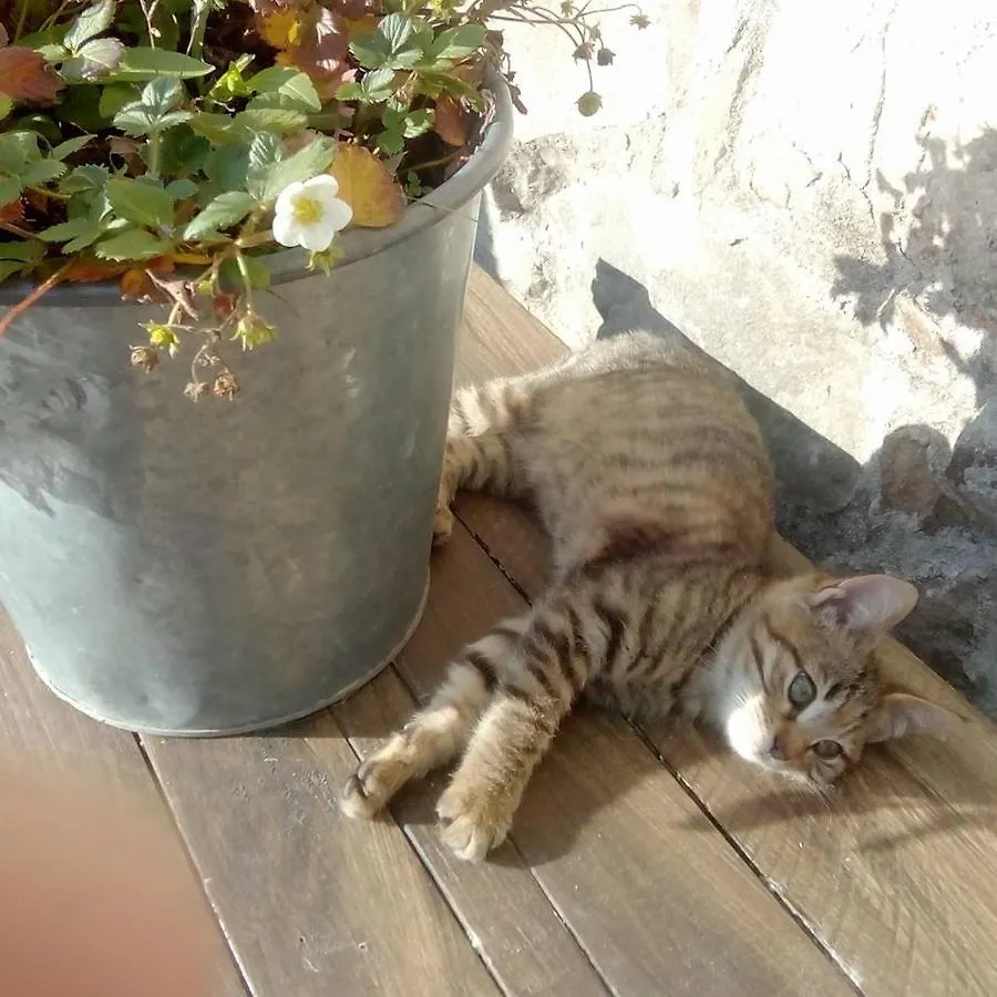 Farmhouse B&B Castagnola 64 Ne Italy
